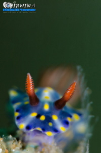 G R E E N - B A C K G R O U D
Nudibranch (Hypselodoris o... by Irwin Ang 